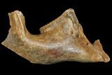 Woolly Mammoth Partial Jaw with M Molar #149838-1